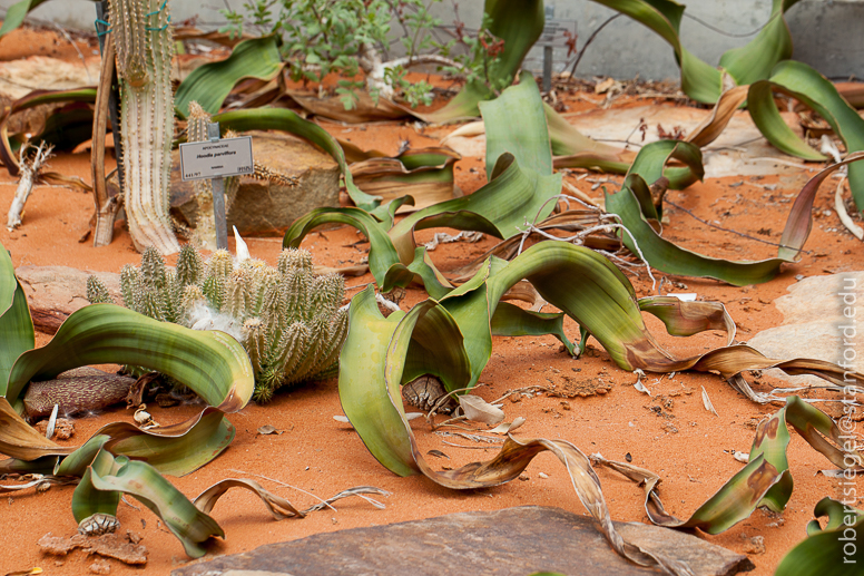 welwitschia